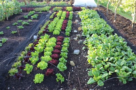 Que Planter En Mai Au Potager Et Dans Le Jardin