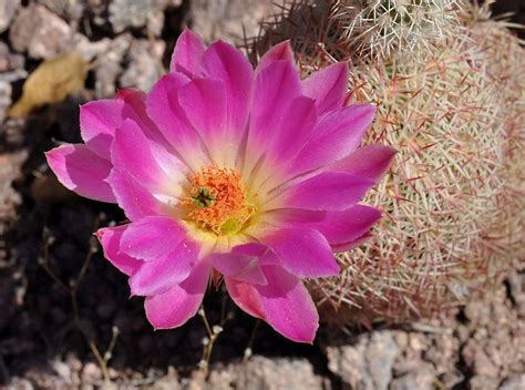 Arizona Rainbow Cactus Echinocereus Rigidissimus Ssp Rig Flickr