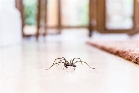 Mantén a las arañas alejadas de tu casa con un sencillo truco no
