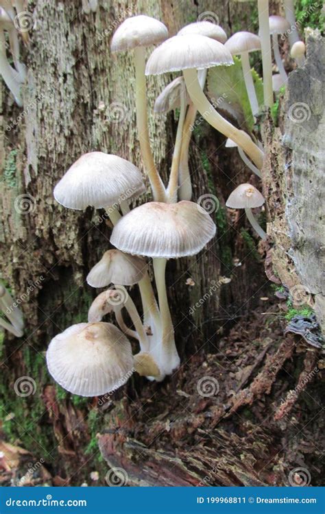White Fungi On Tree Stock Image Image Of Autumn White 199968811