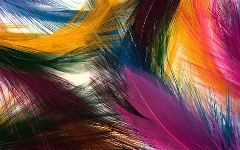 Abstract Colorful Feathers Most Beautiful Hd Wide