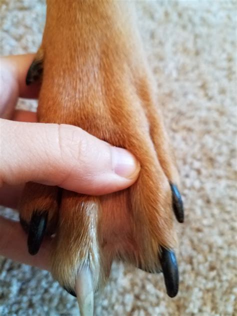 My Dog Has Been Licking One Of His Paws And Appears To Be Biting His