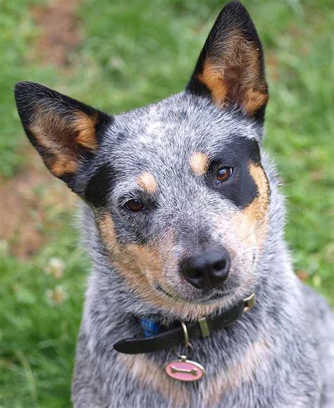 46 Best Ideas For Coloring Blue Heelers