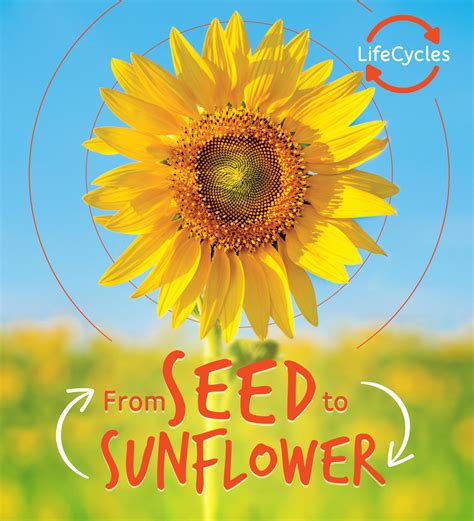 Life Cycles From Seed To Sunflower Hardcover Walmart Com