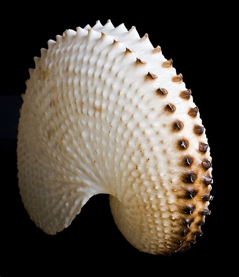 Filepaper Nautilus Shell Wikimedia Commons