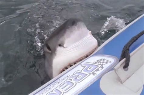video real life jaws attacks inflatable boat incredible footage daily star