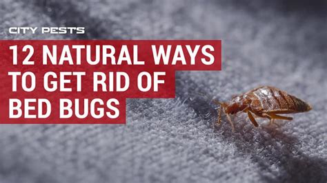 12 Natural Ways To Get Rid Of Bed Bugs In Your Home