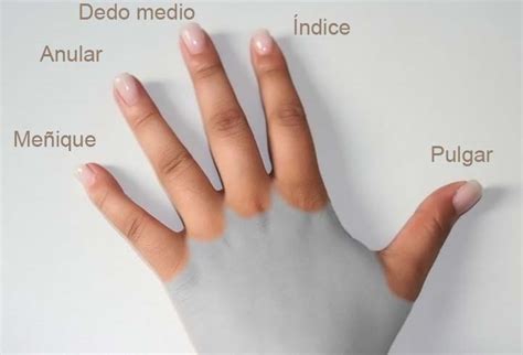 Dedos de la mano - Wikiwand