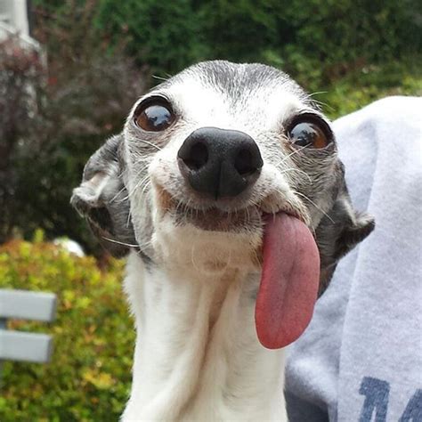 A Dog Sticking Its Tongue Out With The Caption Embrace Your Weird
