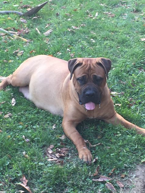 Bullmastiff puppies for sale your search returned the following puppies for sale. Bullmastiff Puppies For Sale | Springfield, OH #265187