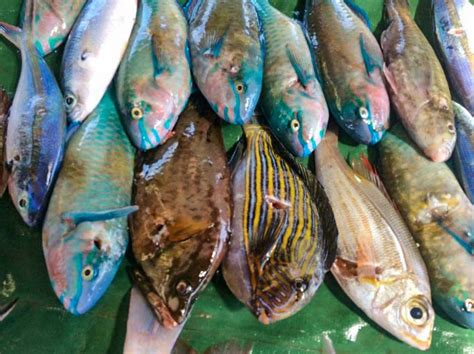 Two Fish Face Local Extinction From Overfishing In Gizo Says Wwf