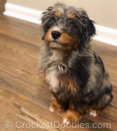 Merle From Best Aussiedoodles Aussiedoodle Cute Dog Pictures Puppies