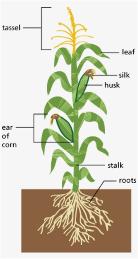 Anatomy Of A Plant Diagram