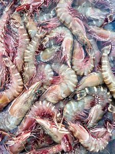 Tiger Prawn In Andhra Pradesh Manufacturers And Suppliers India