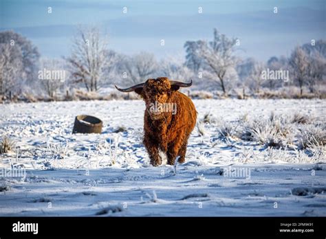 Highland Cattle Face Hi Res Stock Photography And Images Alamy