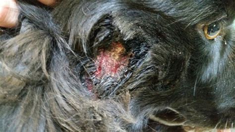 800+ vectors, stock photos & psd files. Top Veterinary Articles of the Week: Ear Hematomas, Hot ...