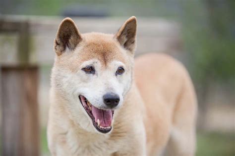 Como Vivem Os Cachorros Selvagens Conheça Algumas Raças Espalhadas