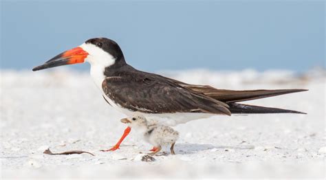 Audubon Florida Help Make Beaches Safer For Birds By Avoiding Their