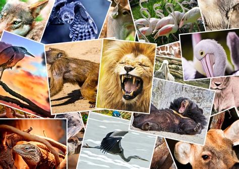 Different Animals Collage ⬇ Stock Photo Image By © Dariostudios 13767528