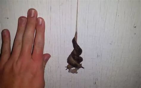 Have You Ever Wondered How Slugs Have Sex Footage Shows Extremely Rare Mating Ritual Mirror