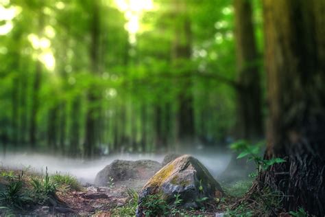 Forest Tree Cb Photoshop Background Full Hd Download Cbeditz