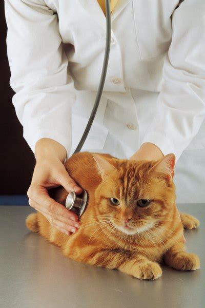 Cats who are heavily infested with fleas scratch frequently and bite at their skin to alleviate itching from flea bites. How to Overcome Flea Anemia | Animals - mom.me