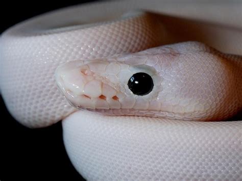 13 Uncommon Pet Snakes Species That You Can Keep