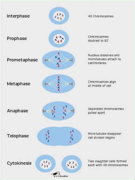 Types Of Cell Division Biology Wise In 2020 Cell