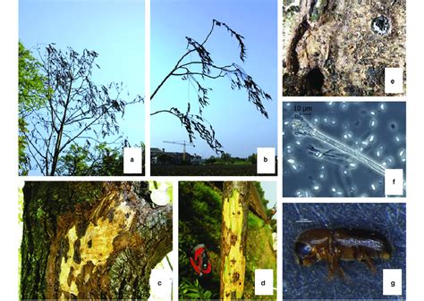 Main Symptoms Of Thousand Cankers Disease A Canopy Dieback B