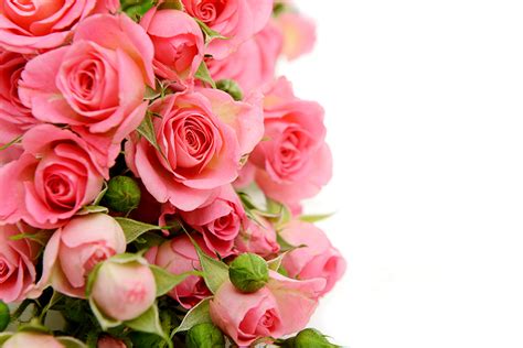 Fondos De Pantalla Rosas Rosa Color Brote Flores Descargar Imagenes