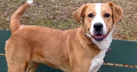 We are the only no kill rescue located in rockdale county. Local pets available for adoption