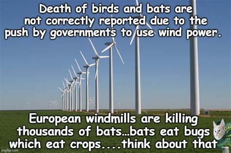 Windmills Kill Bats And Birds Imgflip