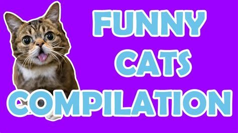 Funny Cats Compilation Youtube