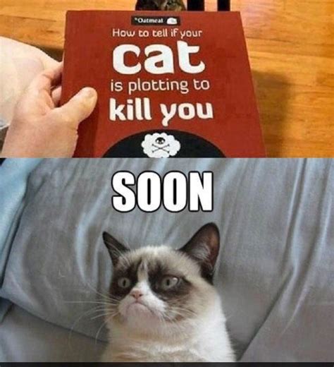 Pin By Aimee Cathryn Bang On Grumpy Cat Funny Grumpy Cat Memes Grumpy Cat Meme Grumpy Cat