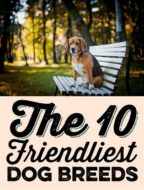 The 10 Friendliest Dog Breeds Friendly Dog Breeds Dog Breeds Dog