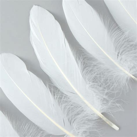Goose Feathers, 6-8 Loose Goose Pallet Feathers WHITE ...