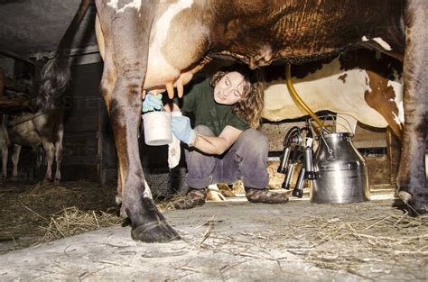 Woman Milking Cow Stock Photo