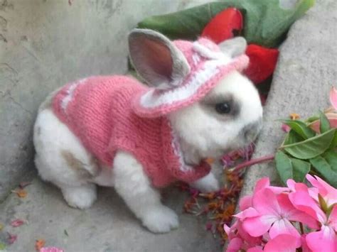 Pin By Maritza Vazquez On Costume For Pets Pets Rabbit Animals