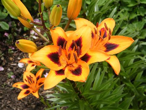 Asiatic Lily Asiatic Lilies Summer Flowers Flowers