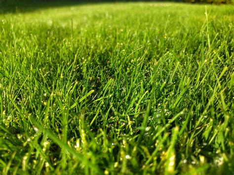 Grass Green Garden Free Photo On Pixabay Pixabay
