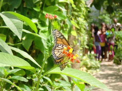 Butterfly Garden St Maarten Picture Of The Butterfly Farm La Ferme