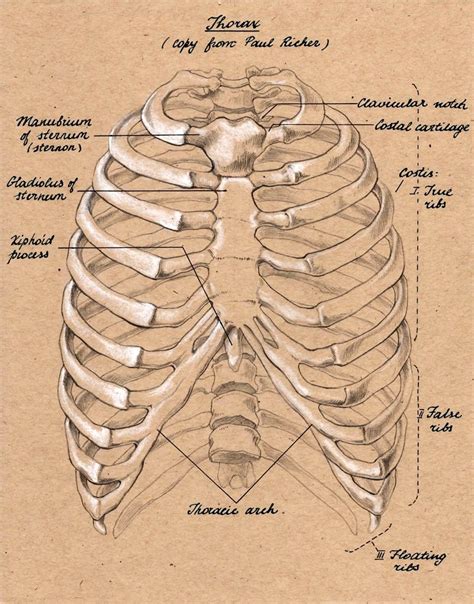 Rib Cage Front Anatomy Study Anatomy