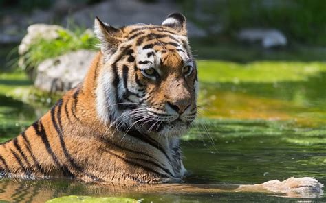 34 Wallpapers de Tigres en 4K | Fotosdelanaturaleza.es