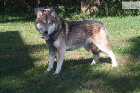 Wolf Hybrid Puppy For Sale Near Omaha Council Bluffs Nebraska