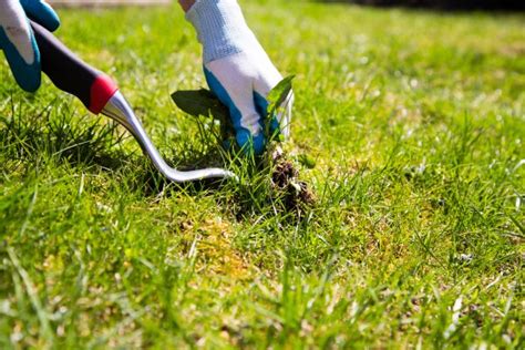 How To Remove Carrot Weed From Your Lawn MyhomeTURF