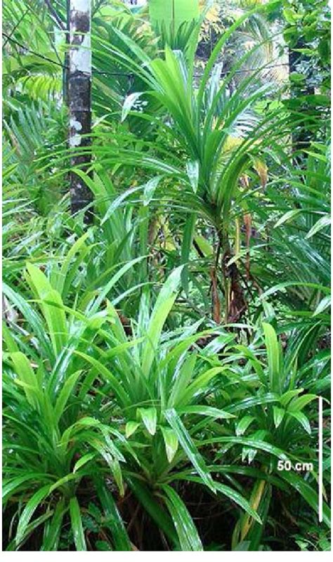 Pandanus Amaryllifolius Roxb Cultivated As A Spice In Coastal Regions