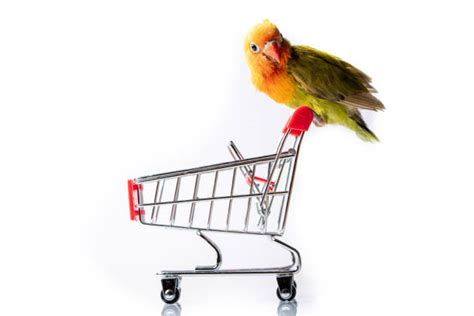 Love Birds Price Stock Photos Pictures And Royalty Free Images Istock