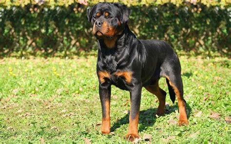 $125.00 rocky is a male rottweiler mix. Free Rottweiler Puppies In Ohio | Top Dog Information