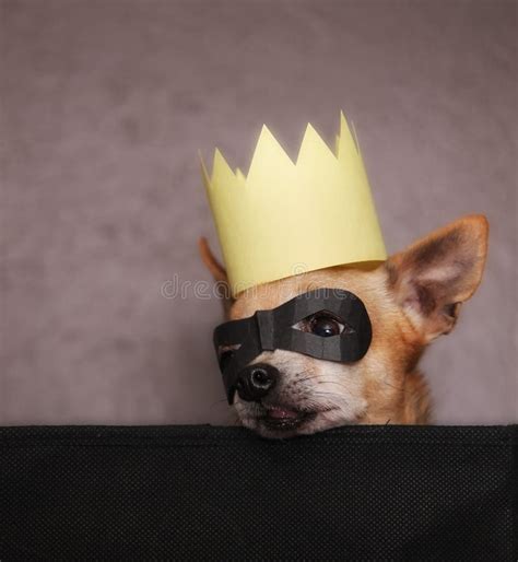A Cute Chihuahua With A Crown And Mask On Stock Image Image Of Furry