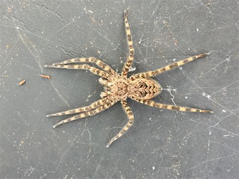 Dolomedes Tenebrosus Dark Fishing Spider In Saratoga Springs New